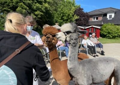 Alpakas zu Besuch im Haus Hasch